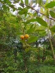 Eugenia luschnathiana