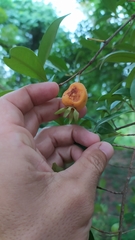 Eugenia luschnathiana