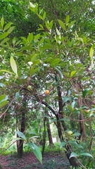 Eugenia luschnathiana