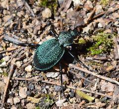 Carabus scabrosus tauricus