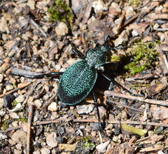Carabus scabrosus tauricus