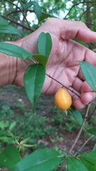 Eugenia luschnathiana