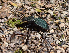 Carabus scabrosus tauricus