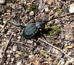 Carabus scabrosus tauricus