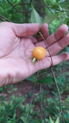 Eugenia luschnathiana