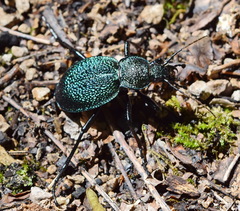 Carabus scabrosus tauricus