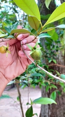 Eugenia luschnathiana