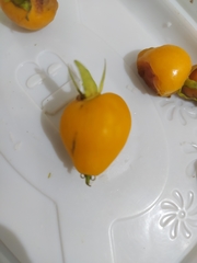 Eugenia luschnathiana