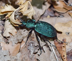 Carabus scabrosus tauricus