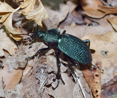 Carabus scabrosus tauricus