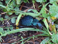 Carabus scabrosus tauricus