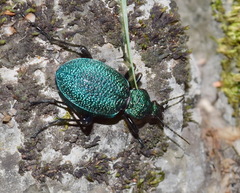 Carabus scabrosus tauricus