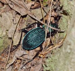 Carabus scabrosus tauricus