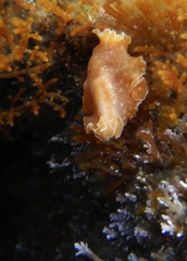 Eurylepta cornuta