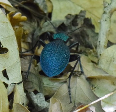 Carabus scabrosus tauricus