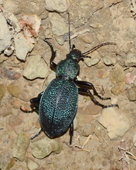 Carabus scabrosus tauricus