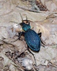 Carabus scabrosus tauricus