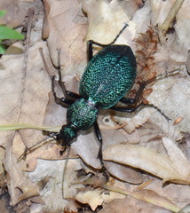 Carabus scabrosus tauricus