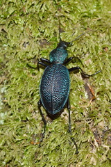 Carabus scabrosus tauricus