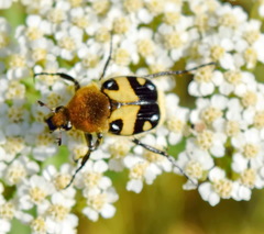 Trichius orientalis