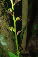 Habenaria malacophylla