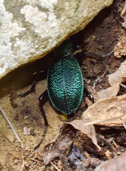 Carabus scabrosus tauricus