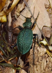 Carabus scabrosus tauricus