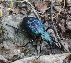 Carabus scabrosus tauricus