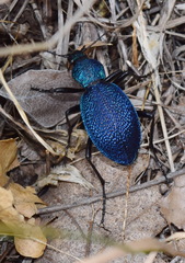 Carabus scabrosus tauricus