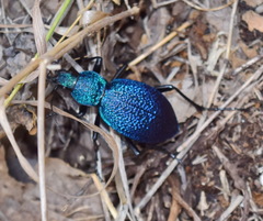 Carabus scabrosus tauricus