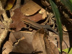 Eutropis macularia