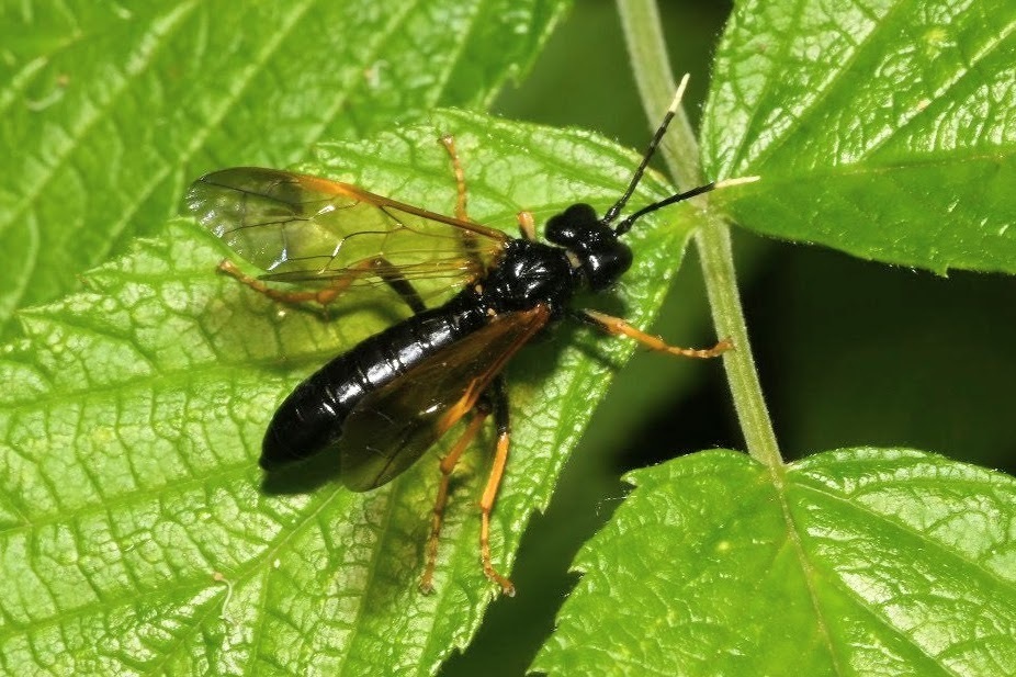 Tenthredo crassa