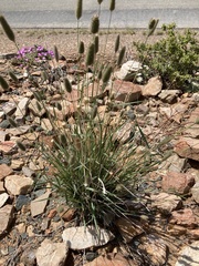 Fingerhuthia africana