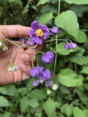 Solanum dulcamaroides
