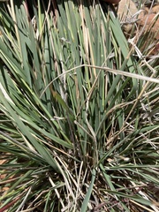 Fingerhuthia africana