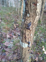 Exidia brunneola