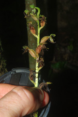 Habenaria malacophylla