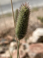 Fingerhuthia africana