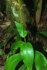 Habenaria malacophylla