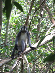 Presbytis thomasi