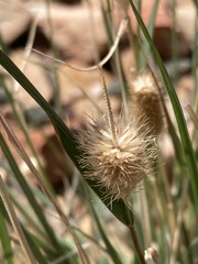 Fingerhuthia africana