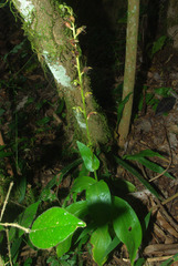 Habenaria malacophylla