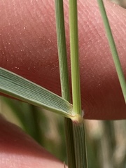 Fingerhuthia africana