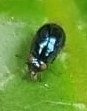 Celyphidae