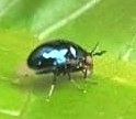 Celyphidae