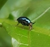 Celyphidae