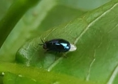 Celyphidae