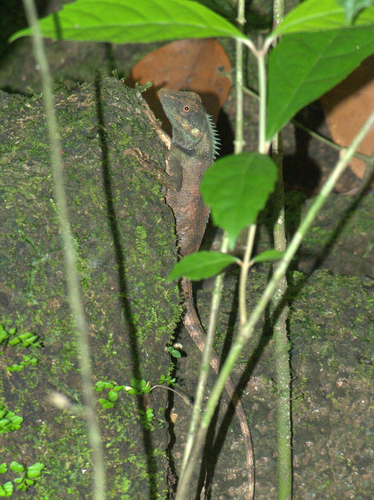 Calotes bachae