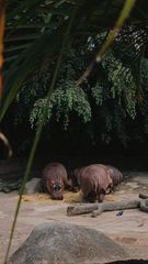 Hippopotamus