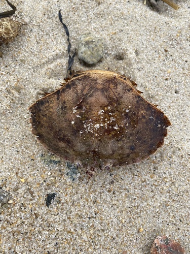 Atlantic Rock Crab, Sea St, South Dennis, MA, US, photo 10 of 10